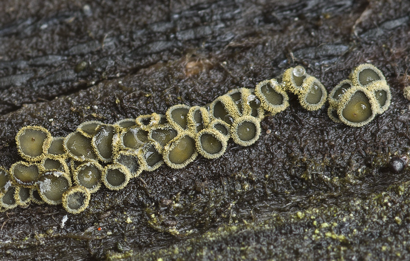 Neodasyscypha cerina